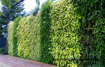Thiết kế thi công vườn tường xanh thẳng đứng tại long an và các tỉnh miền tây nam bộ