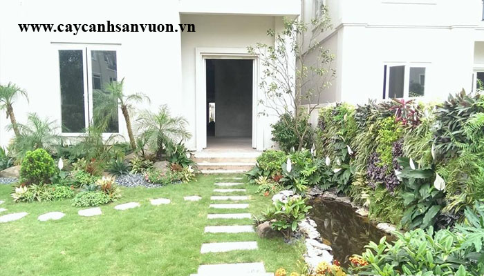 cây cảnh sân vườn