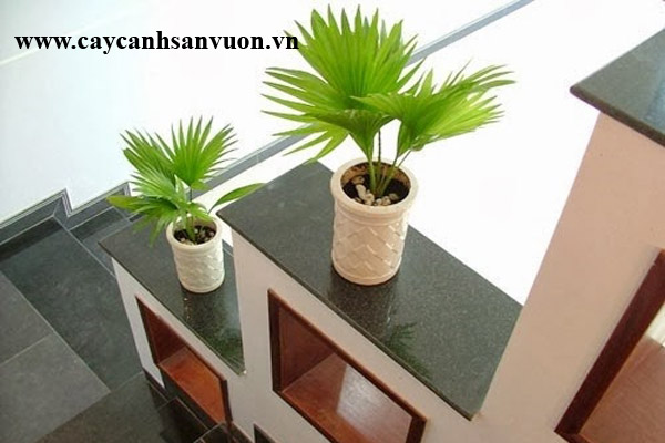cây xanh nội thất