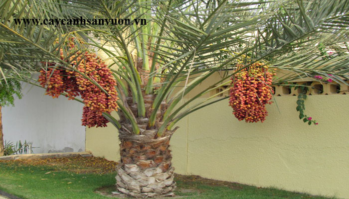 Cây chà là đẹp