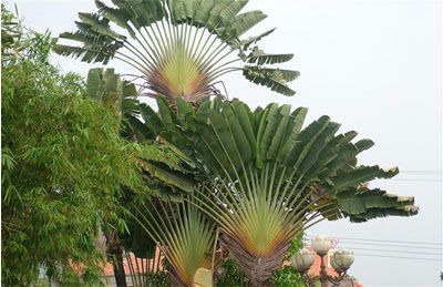 cây chuối rẻ quạt