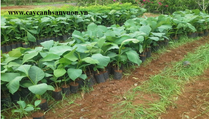 cây giá tỵ