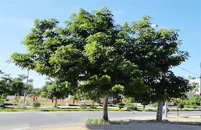 cây giá tỵ