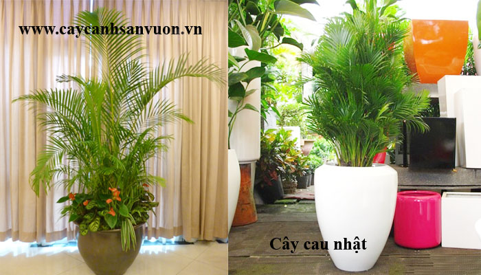 cây cau nhật để bàn
