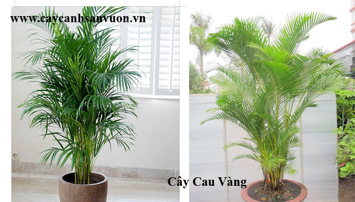cây cau kiểng vàng