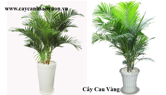 cây cau vàng