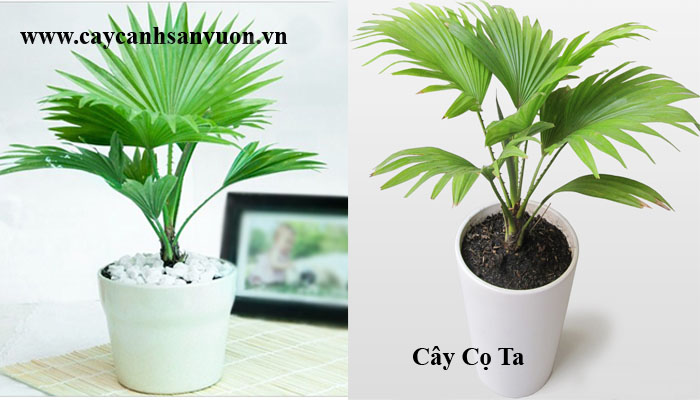 cây cọ lùn