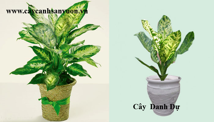 cây danh dự