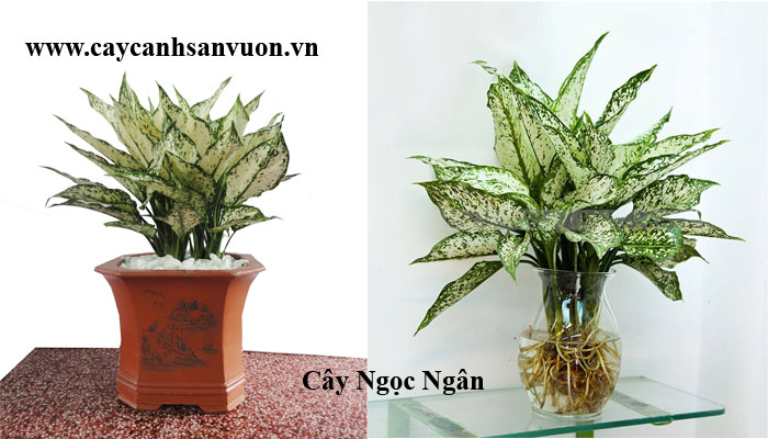 cây valentine