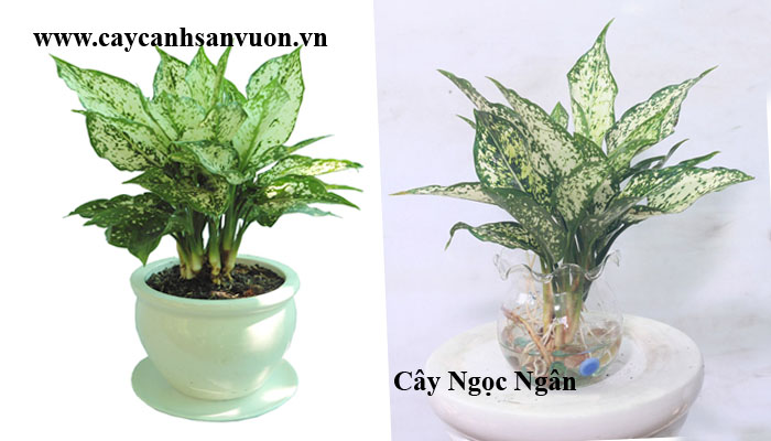 cây ngọc ngân trong nước
