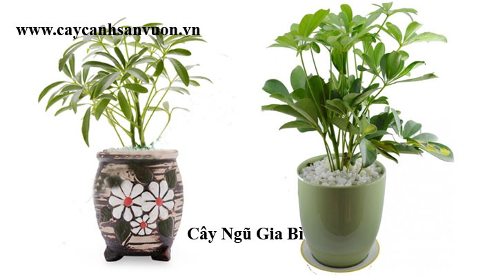 cây chân chim