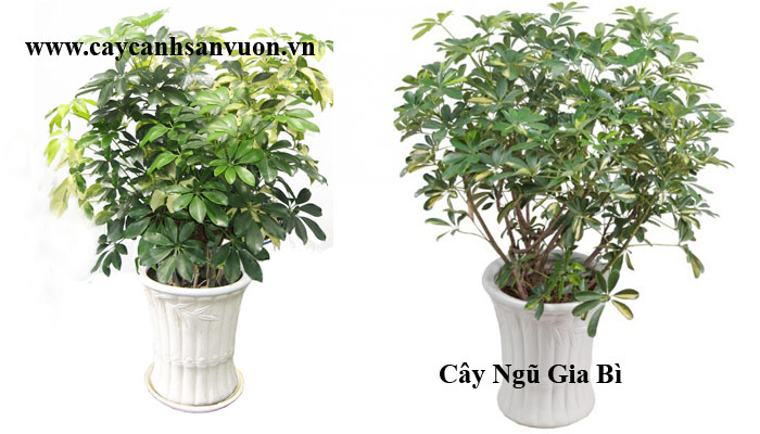 ngũ gia bì xanh