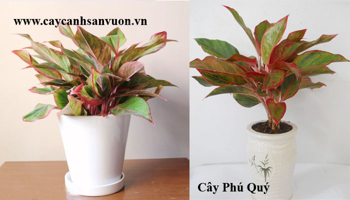 cây phú quý