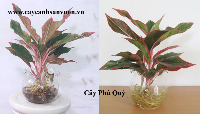 cây phú quý thủy sinh