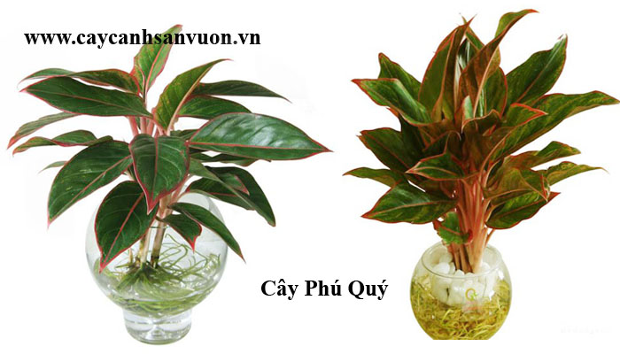 cây phú quý để bàn
