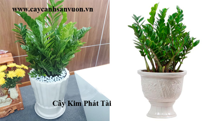 cây kim tiền