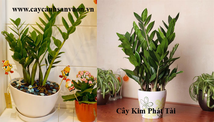 kim phát tài