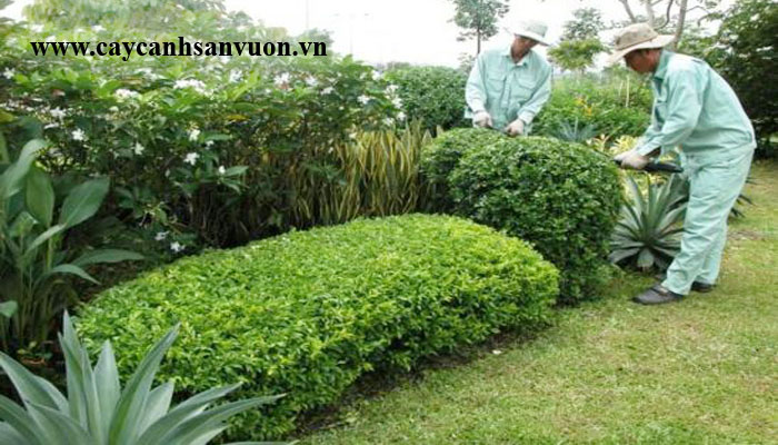 chăm sóc cây cảnh