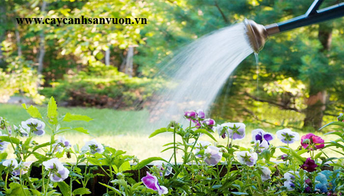 chăm sóc cây ngoài trời