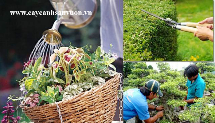 chăm sóc cây cảnh ngoài trời