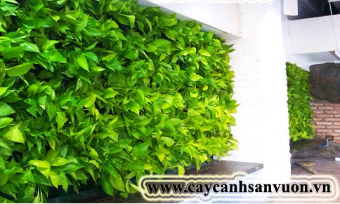 Vườn thẳng đứng