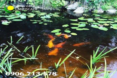 Thiết kế hầm lọc nước, thi công hồ cá Koi đúng tiêu chuẩn kỹ thuật tại K&K LANDSCAPE