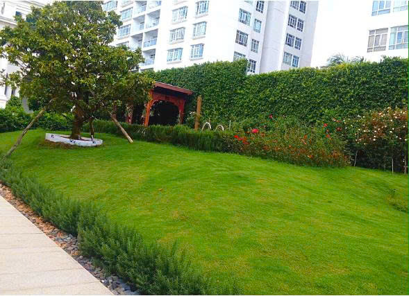 NHỮNG LOẠI CỎ TRỒNG SÂN VƯỜN ĐẸP ĐƯỢC ƯU CHUỘNG HIỆN NAY