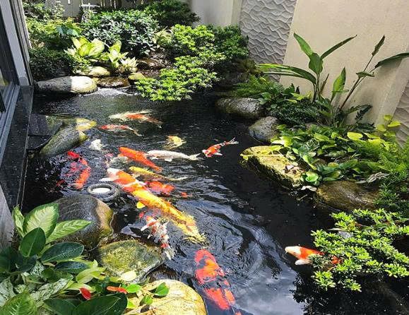 NHỮNG TIỂU CẢNH CÁ KOI ĐẸP CHO NHÀ PHỐ