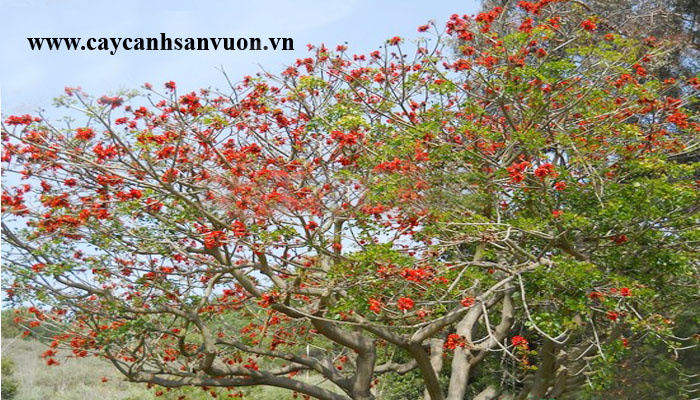 cây osaka hoa đỏ