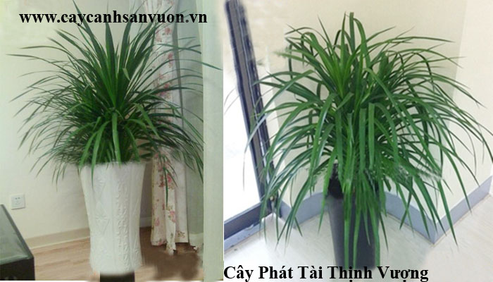 cây phát tài thịnh vượng