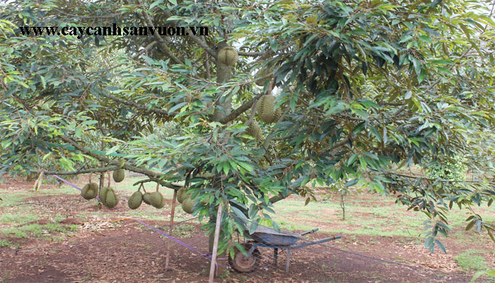 cây sầu riêng