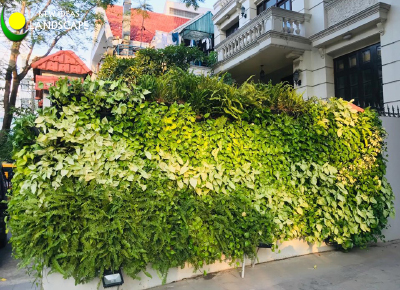 Tường cây xanh - Thiết kế cảnh quan sân vườn